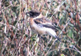 Kaspische roodborsttapuit / Caspian Stonechat