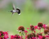 Hummingbird at mach one