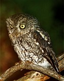 Whiskered Screech-Owl_4071.jpg