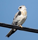 White-tailed Kite - juvenile_4829.jpg