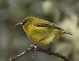 Hawaii Amakihi - Maui subspecies_5549.jpg