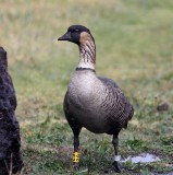 Nene_5568.jpg