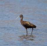 White-faced Ibis_5367.jpg