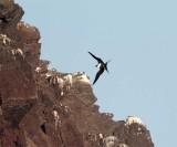 Great Frigatebird - female_5858.jpg