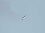 Red-footed Booby - immature_5996.jpg