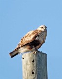 Rough-legged Hawk - juvenile_6466.jpg