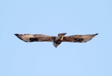 Rough-legged Hawk - juvenile_6366.jpg