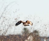 Rough-legged Hawk - juvenile_6391.jpg