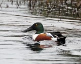 Northen Shoveler - male_6581.jpg