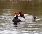 Redhead pair_6590.jpg