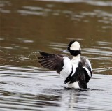 Bufflehead_6557.jpg
