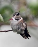 Calliope Hummingbird - juvenile male_6699.jpg
