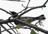 Audubons Warbler - male breeding_6728.jpg