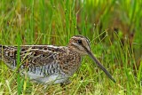 Wilsons Snipe_7347.jpg