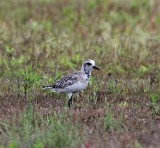 American Golden Plover_7633.jpg