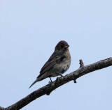 Indigo Bunting - male molting_7665.jpg