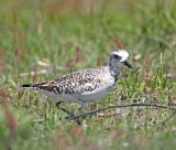 American Golden Plover_7737.jpg