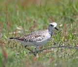 American Golden Plover_7737.jpg