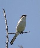 Loggerhead Shrike_7754.jpg