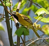 Orchard Oriole - 1st year male_7742.jpg