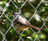 White-crowned Sparrow_MG_7763 copy.jpg