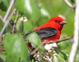 Scarlet Tanager - male_7994.jpg