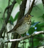 Swainsons Thrush_7918.jpg