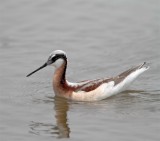 Wilsons Phalarope - breeding female_8296.jpg