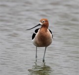 American Avocet_8316.jpg