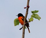 Baltimore Oriole - male_8427.jpg