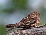 Lesser Nighthawk - female_8442.jpg