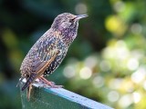 Spreeuw- Starling - Sturnus vulgaris