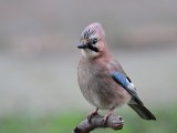 Gaai -  Eurasian Jay - Garrulus glandarius