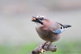 Gaai -  Eurasian Jay - Garrulus glandarius