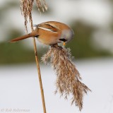 Baardman - Panurus biarmicus