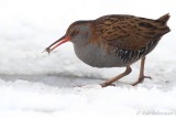 Waterral en Bootsmannetje - Water Rail and Backswimmer