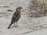 IJsgors - Lapland Longspur