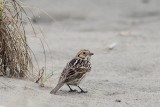 IJsgors - Lapland Longspur