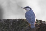 Boomklever (Sitta europaea)