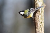 Koolmees (Parus major)