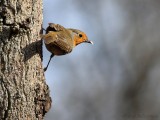  Roodborstje (Erithacus rubecula) 