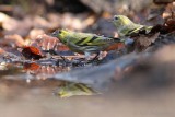 Sijs (Carduelis spinus)