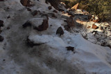 Icy/snowy trail