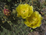 Prickly Pear blooms