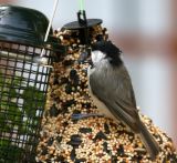 Chickadee-summer-9-06-00.jpg