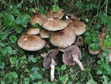 Agaricus silvaticus Blushing Wood Mushroom ANR Sep-08 RR