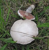Agricarus campestris Field Mushroom BestwoodCP 08-05 AW