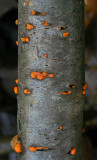 Dacrymyces stillatus Common Jellyspot Bestwood Oct-08 RR