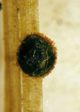 Dennisiodiscus prasinus on Sweet Reed Grass IdleValleyNR HW