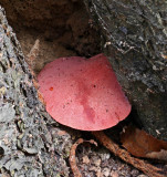 Fistulina hepatica Beefsteak fungus BestwoodCP Sep-07 RR